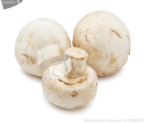 Image of Champignon mushrooms