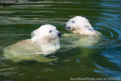 Image of Polar bear