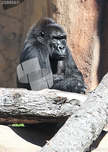 Image of Gorilla