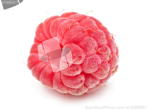 Image of Fresh raspberry