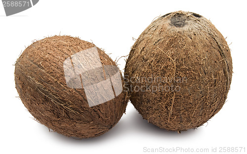 Image of Coconut