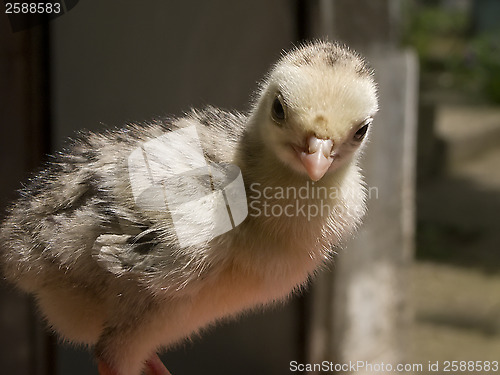 Image of Small young animal bird – a poult in the farm yard 