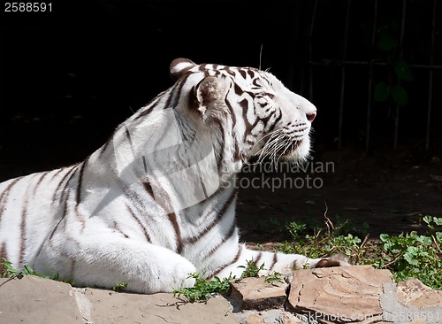 Image of White Tiger