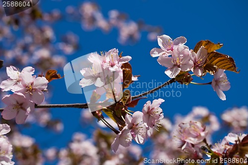 Image of Cherry blossom