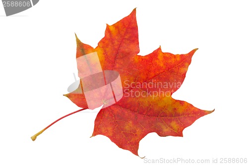 Image of Maple leaf