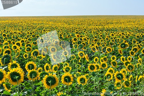 Image of Sunflowers