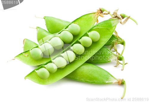 Image of Pea