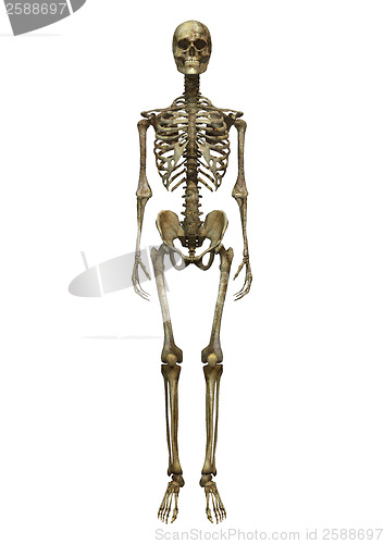 Image of Male Skeleton