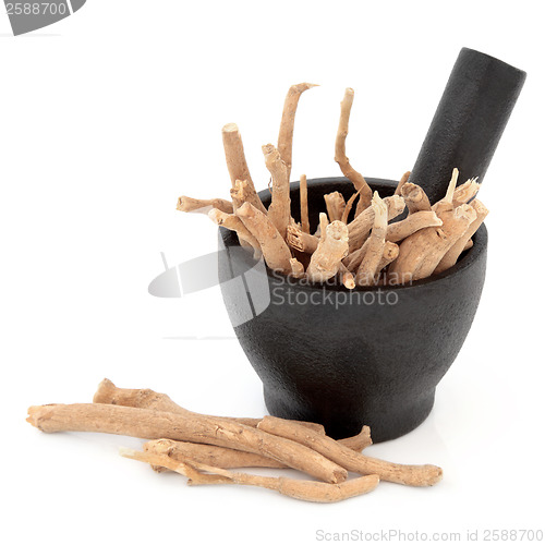 Image of Ginseng