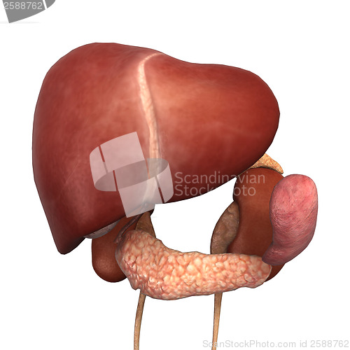 Image of Healthy Human Liver