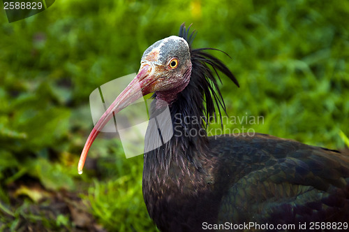 Image of Northern bald ibis