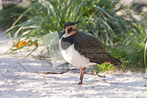 Image of Northern Lapwing