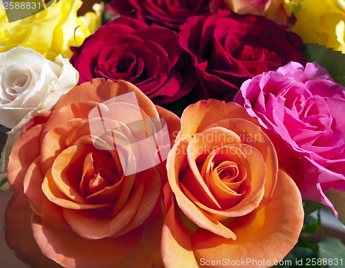 Image of Roses