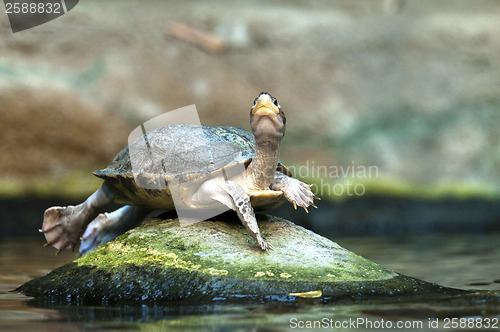 Image of Turtle