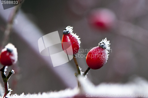 Image of Rose hips in winter