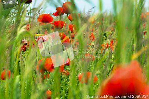 Image of Red poppies