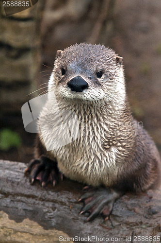 Image of Otter