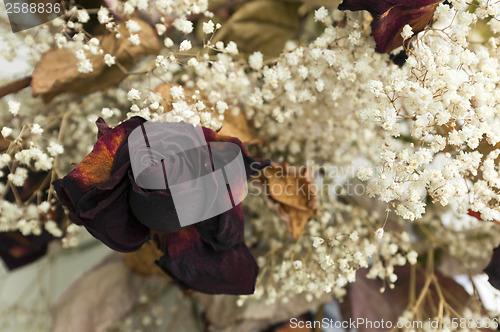 Image of Red dried rose