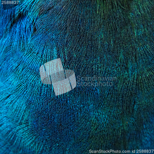 Image of Feathers of a bird (peacock)