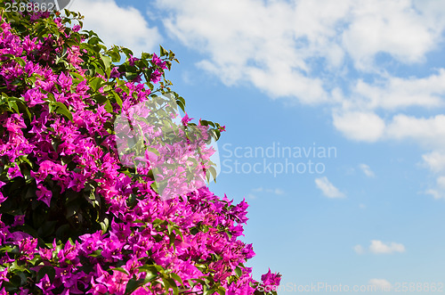 Image of Bunch of purple tropical flowers