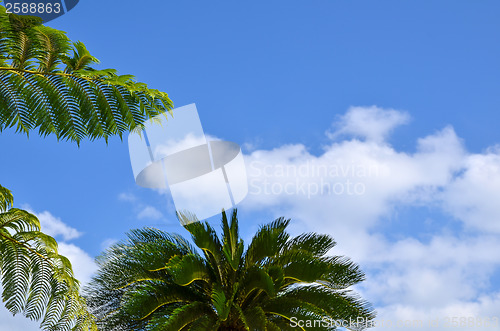 Image of Tropical branches