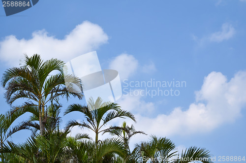 Image of Palm trees, tropic symbol