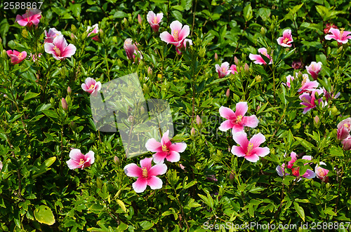 Image of Blossom Pink Hibiscus