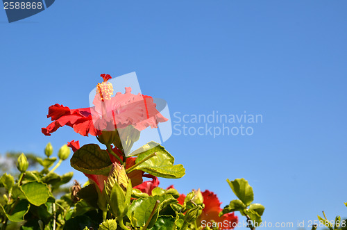 Image of Red Beauty Flower