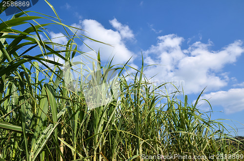 Image of Sugar cane field