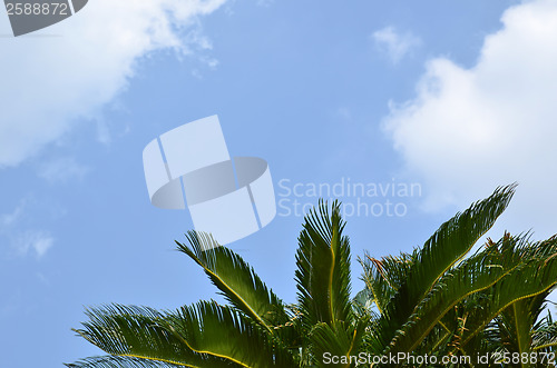 Image of Palm branches