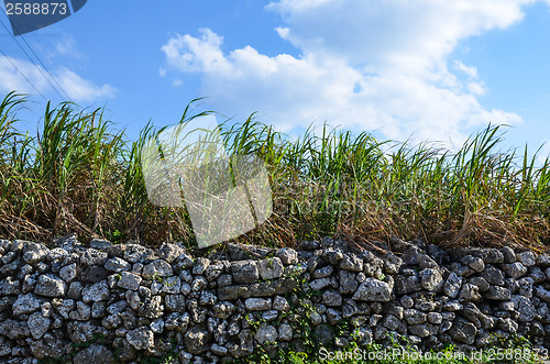 Image of Stonewall and sugar canes