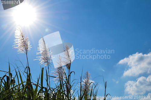 Image of Sugar cane flowers