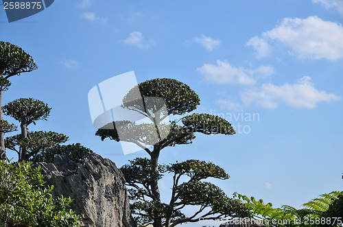 Image of Japanese garden detail