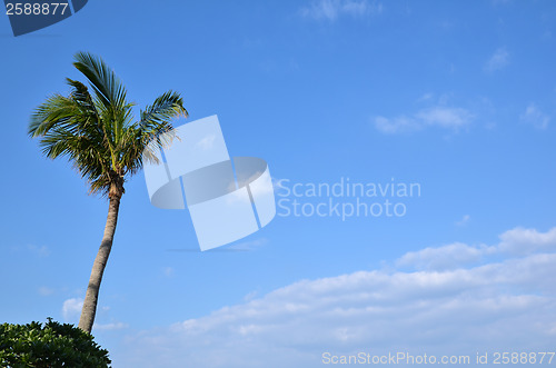 Image of Palm tree