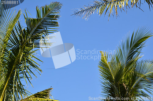 Image of Palm tree branches