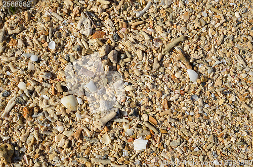 Image of Tropical Beach Detail