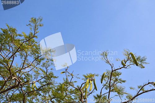 Image of Bean pod tree branches