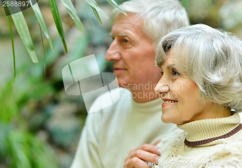 Image of Senior couple in orchard