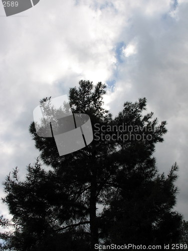 Image of Cloudy tree. Cyprus