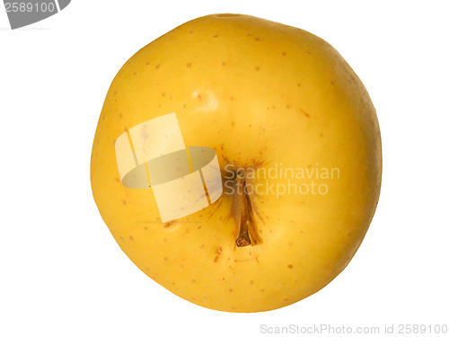 Image of Apple fruit