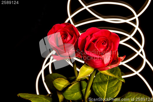 Image of Roses with lights