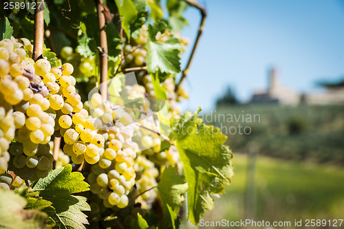 Image of Grapevin Tuscany