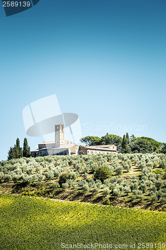 Image of Olive trees