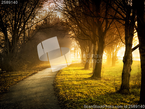 Image of Trees with sunbeams