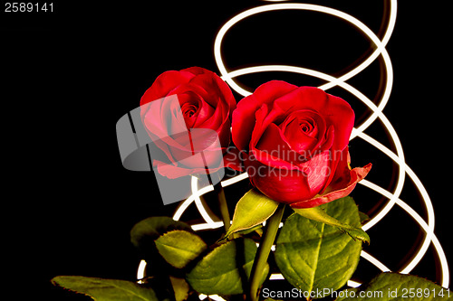 Image of Roses with lights