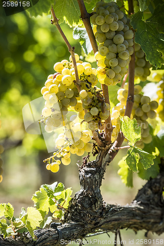 Image of Grapevin Tuscany