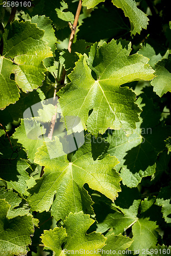 Image of Green vine leaves