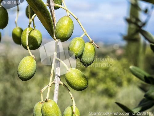 Image of Olive branch