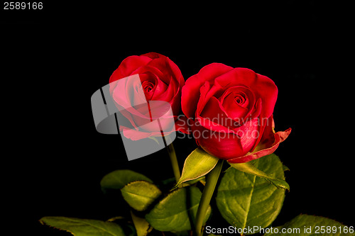 Image of Roses