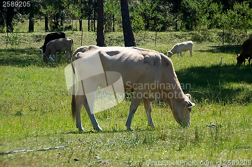 Image of old white cow grazing